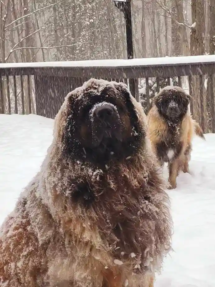Two large, shaggy dogs covered in snow stand in a snowy outdoor setting with a wooden railing and bare trees in the…