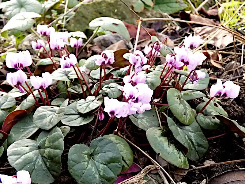 A close-up photo of a cluster of pink and white cyclamen flowers with heart-shaped green leaves growing among soil and dry…