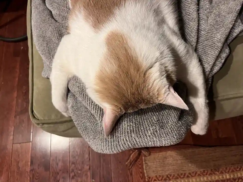 A white and ginger cat is curled up asleep on a gray blanket draped over an olive green cushion, its head tucked into the…