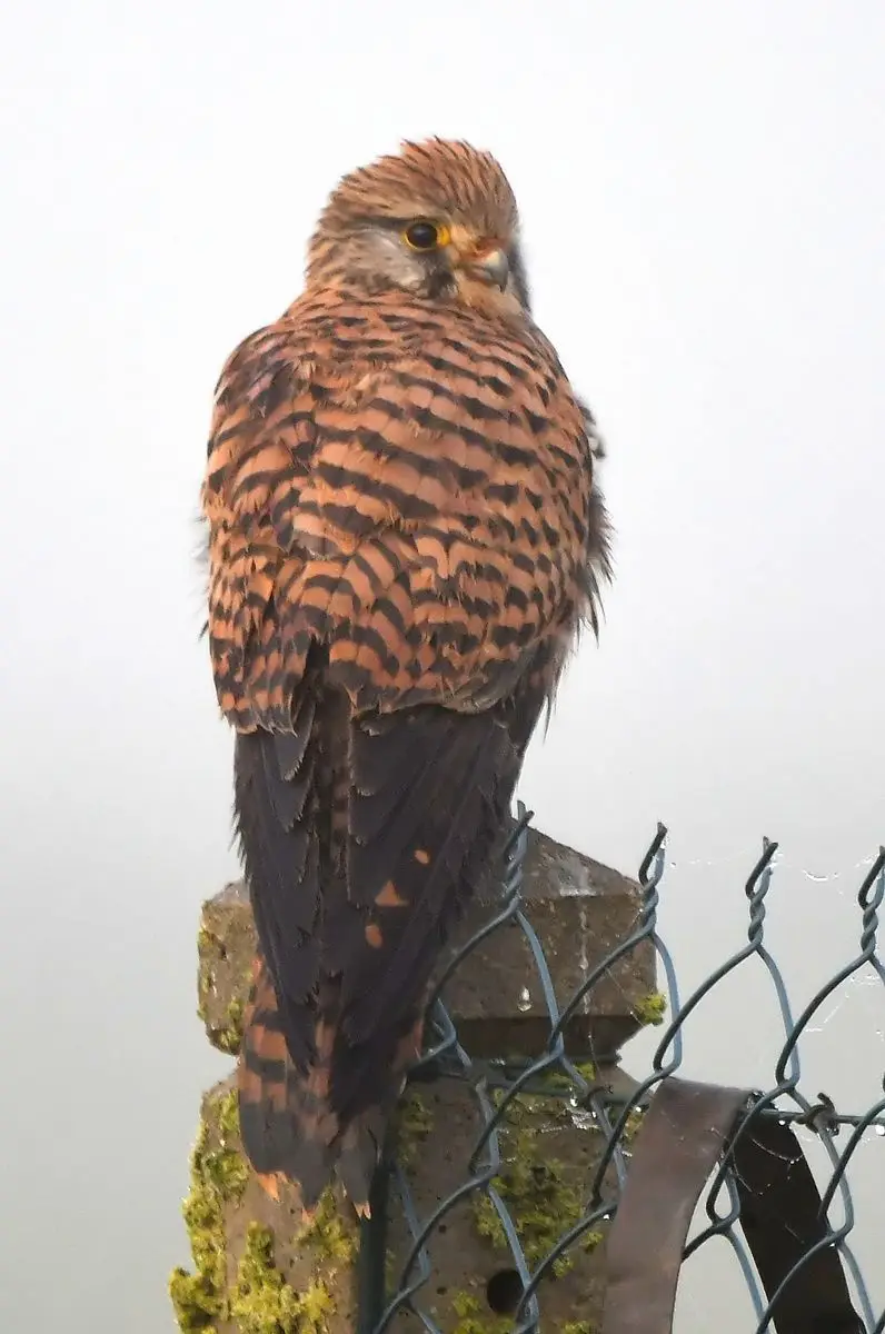 A close-up photograph of a small bird of prey, likely a kestrel, perched on a mossy stone post with a chain-link fence in…