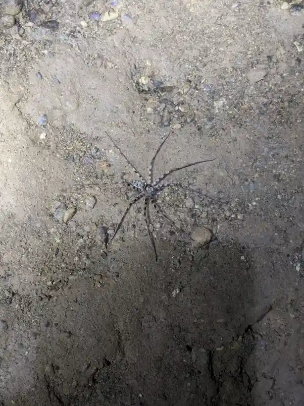 A large, long-legged spider with a mottled gray and white pattern is seen on a rough, dirt-covered ground surface. The image…