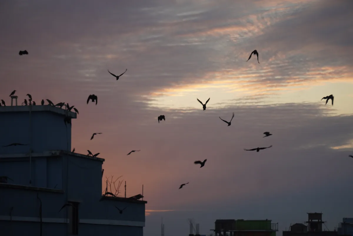 A silhouette photo of many birds flying and perched on rooftops against a colorful sunset sky with pink, orange, and purple…