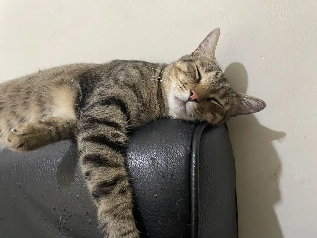 Another charming cat moment.