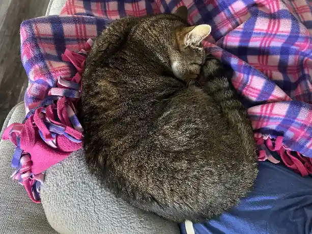A tabby cat is curled up tightly in a ball, sleeping soundly on a pink and blue plaid blanket draped over a gray couch. The…
