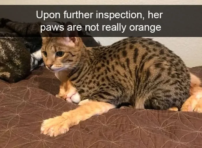 A spotted Savannah cat is lying on a brown bed, cuddling a small orange kitten. The text overlay reads 'Upon further…