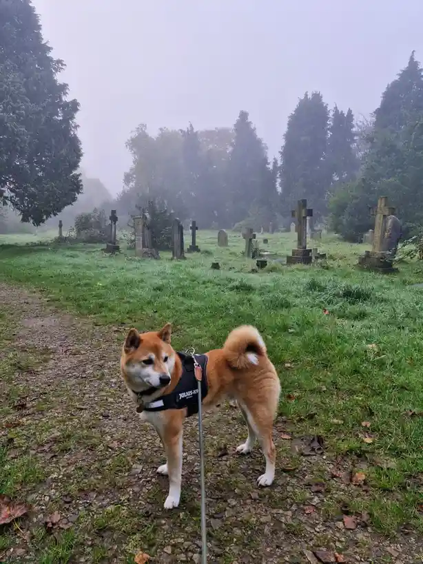 A Shiba Inu dog wearing a black harness and leash stands on a gravel path in a foggy cemetery with numerous gravestones…
