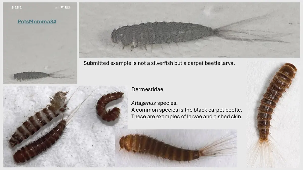 A collage of images showing various carpet beetle larvae, some curled and others straight, with fine hairs and bristles…