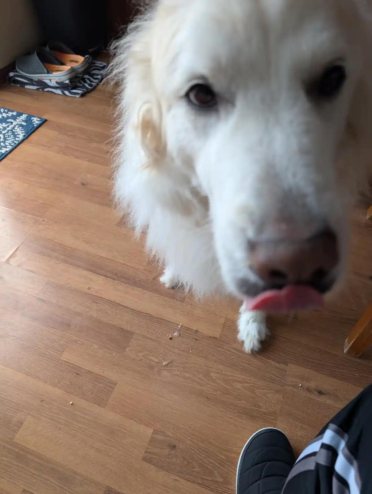 A close-up photo shows a fluffy white dog licking its own nose while looking directly at the camera, with scattered crumbs…