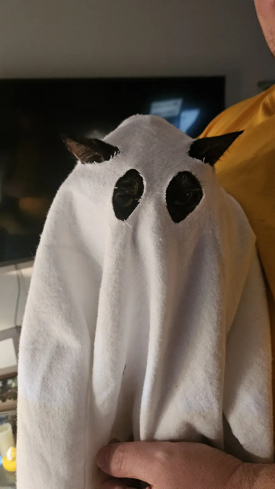 A cat is being held by a person wearing a yellow shirt, draped in a white ghost costume with cutouts for its eyes and ears…