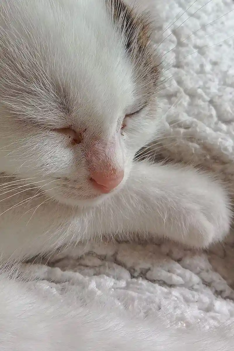 A close-up photo of a white and light brown cat sleeping peacefully with its eyes closed, resting its head on a fluffy white…