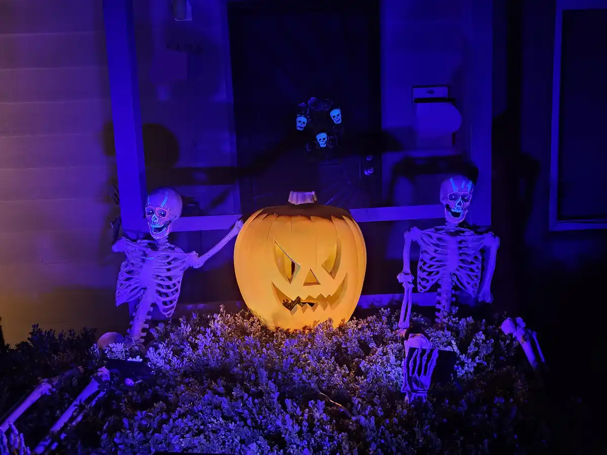 A Halloween scene at night shows two plastic skeletons flanking a glowing jack-o'-lantern on a hedge. The skeletons are…