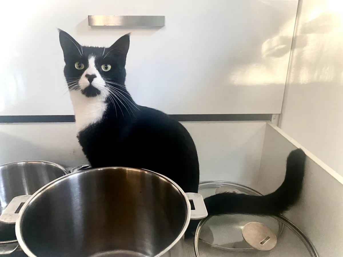 A black and white cat with wide, startled eyes sits upright on a kitchen counter surrounded by stainless steel pots and…