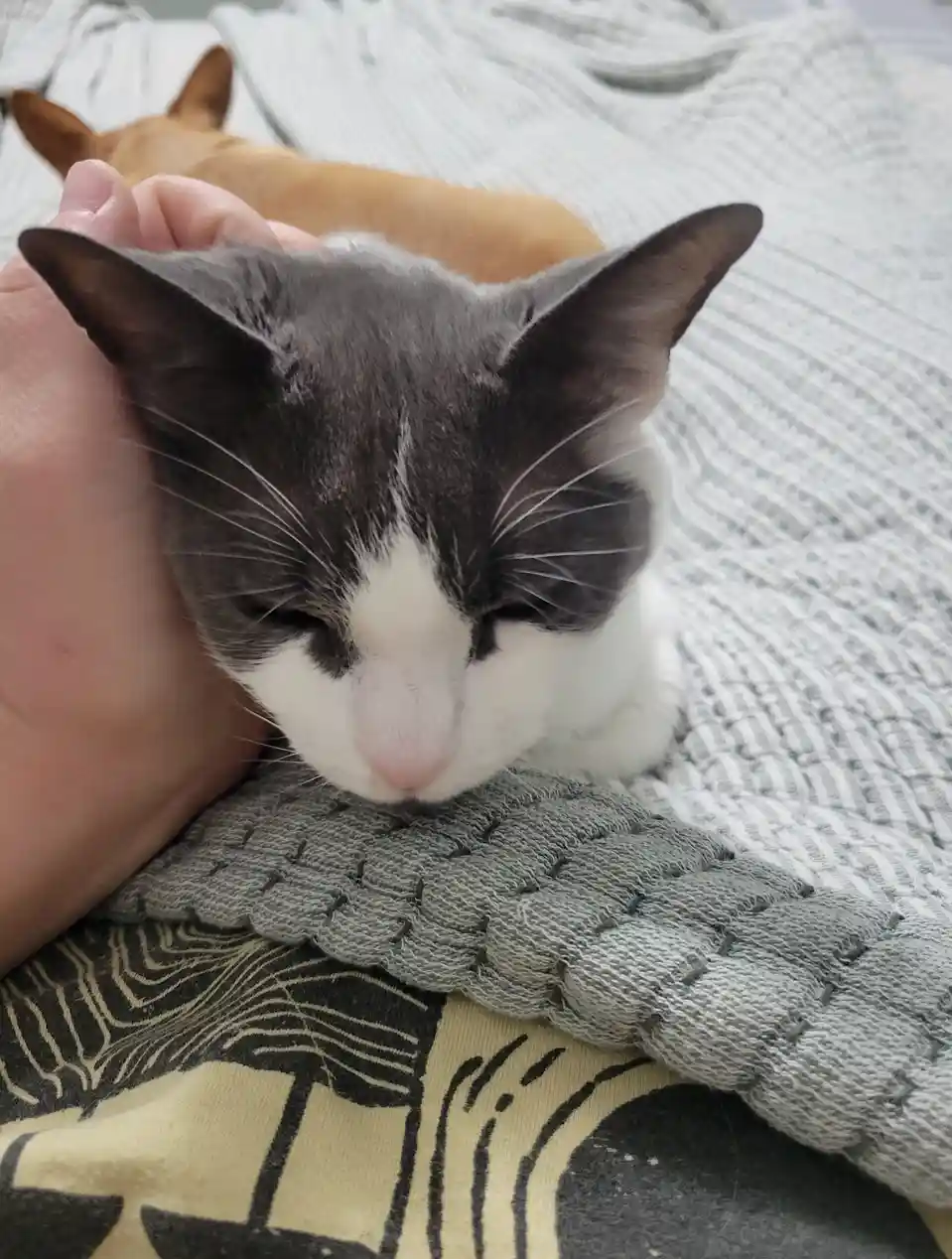 A close-up photo shows a gray and white cat with its eyes half-closed, appearing very sleepy, being gently held by a…