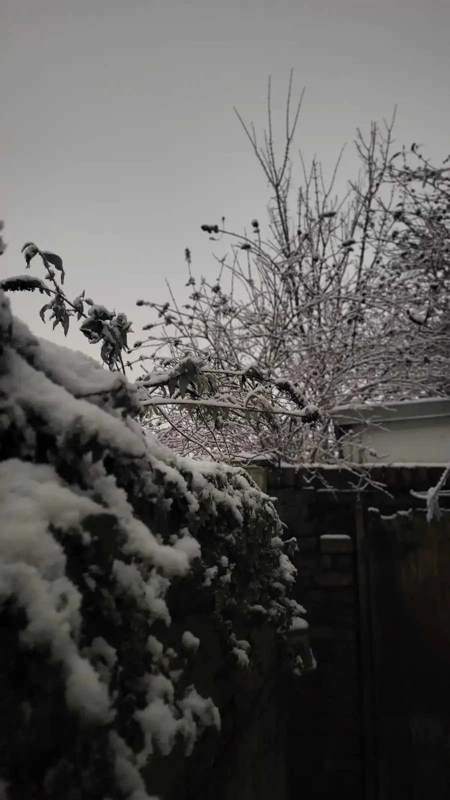 A snowy outdoor scene shows bushes and bare trees covered in fresh snow under a gray sky, with a brick wall and wooden fence…