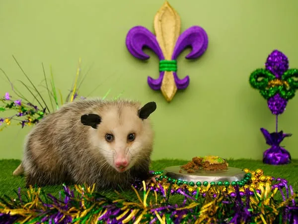 a small opossum sits on green grass in front of a tiny cake, surrounded by purple, green, and gold mardi gras beads and…