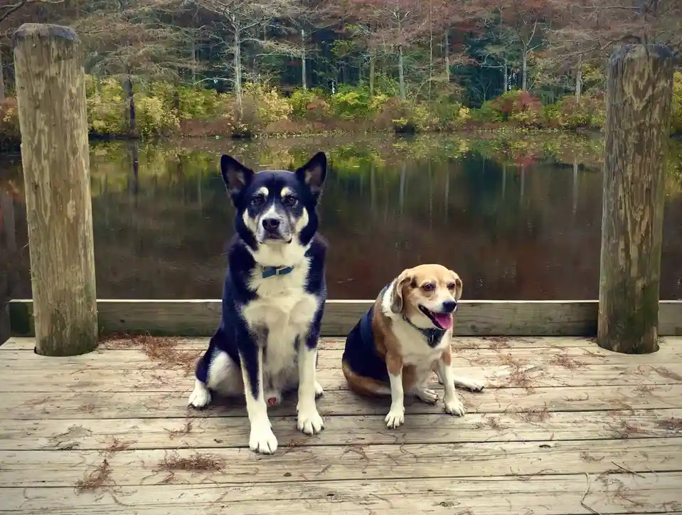 Two dogs sit side by side on a wooden dock overlooking a calm lake with autumn-colored trees in the background. The dog on…