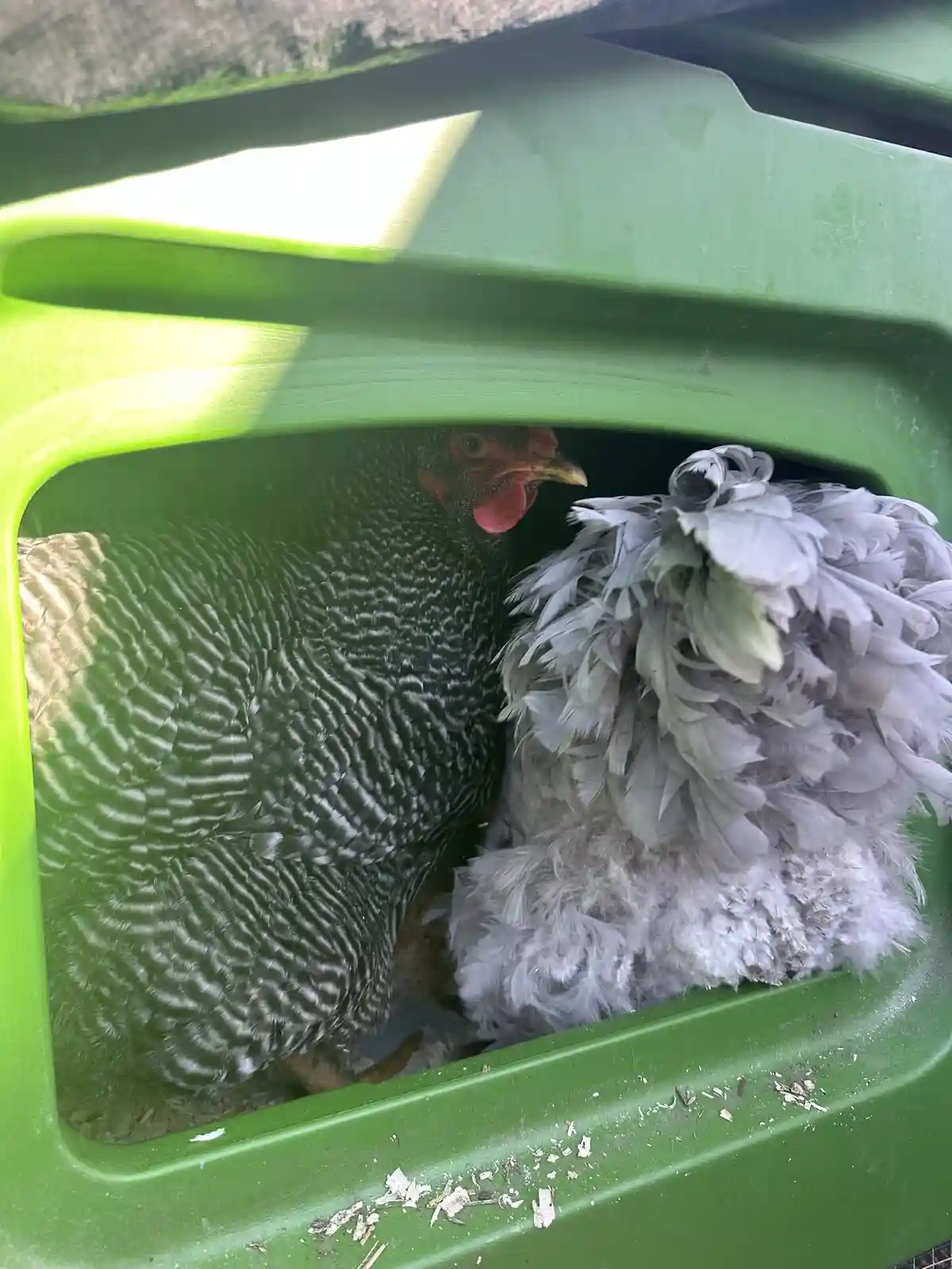 Two chickens are visible inside a bright green plastic container, one with black and white barred feathers and a red comb…