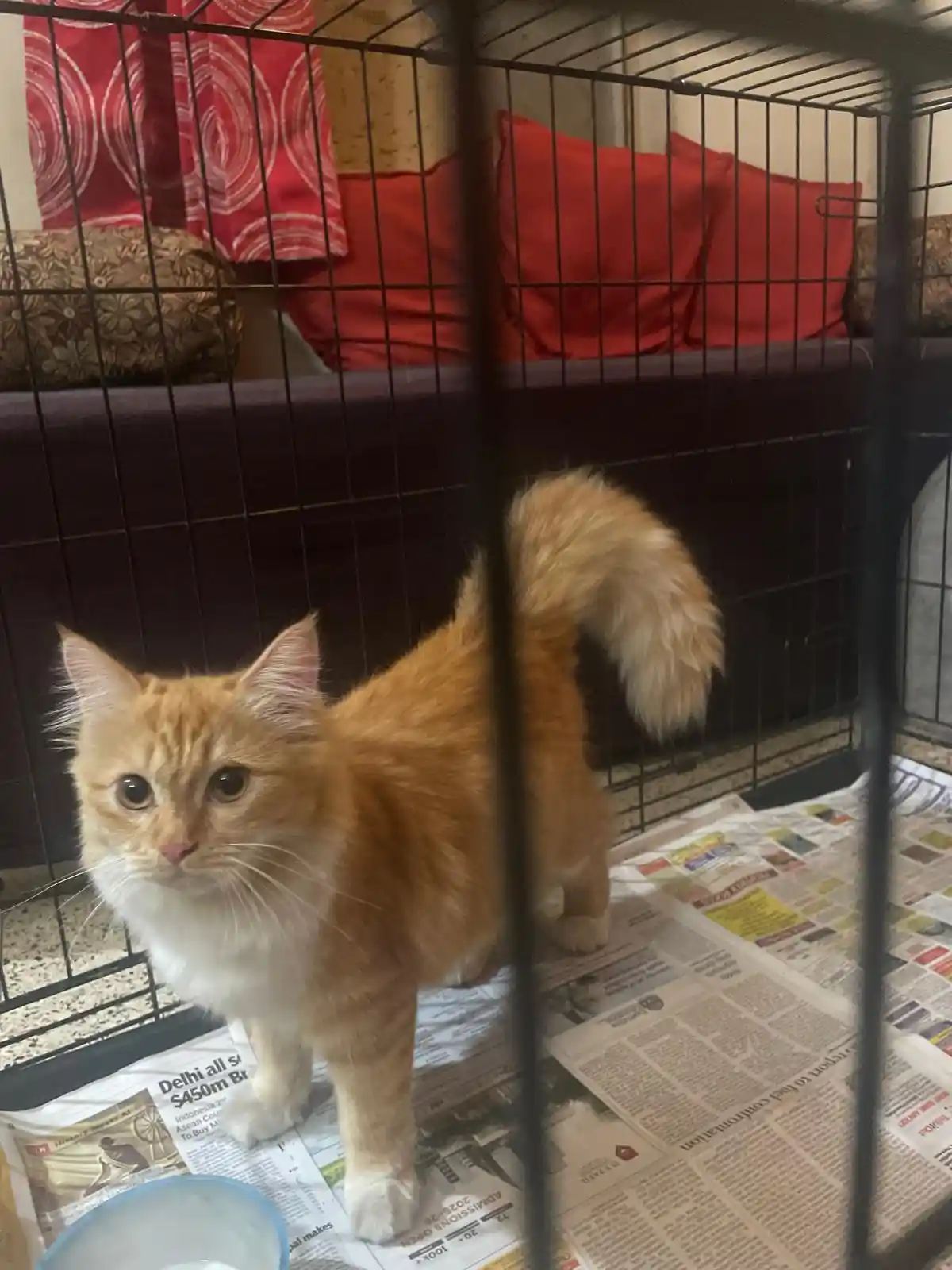 An orange tabby cat with a white chest and paws stands inside a black wire cage, looking directly at the camera. The floor…