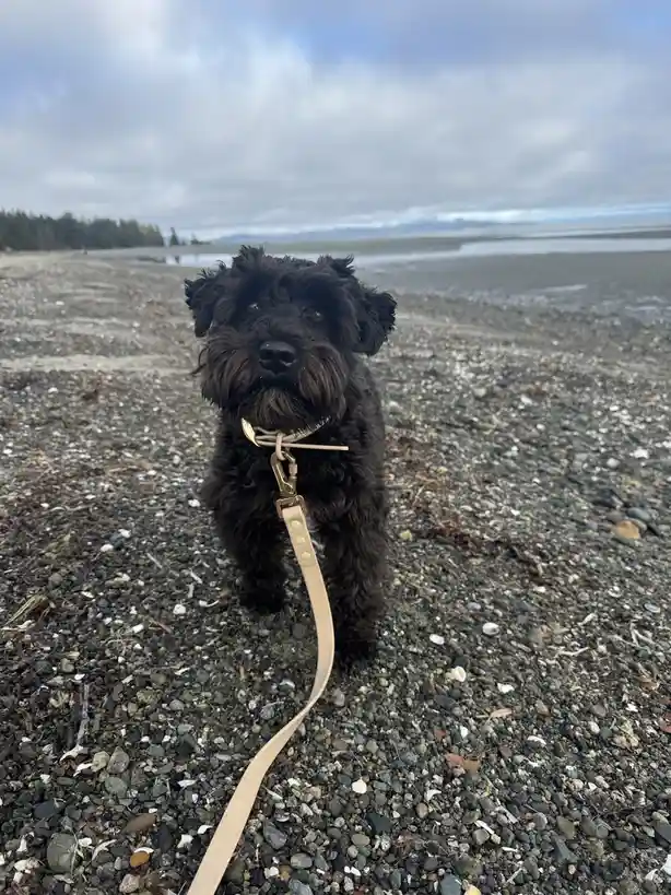 A small, black, shaggy dog with a tan leash stands on a pebbly beach, looking directly at the camera with a serious…
