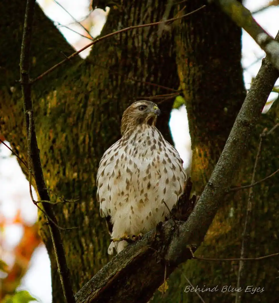 A close-up photograph of a hawk perched on a tree branch, its white and brown speckled feathers visible against the textured…