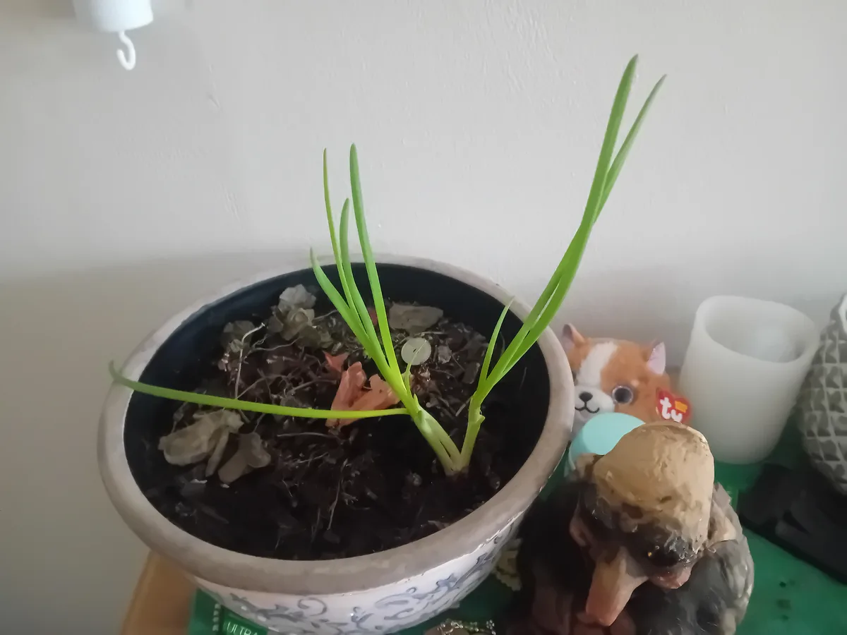 A potted plant with long green shoots growing from dark soil sits on a shelf next to a small figurine and a Ty Beanie Boo…