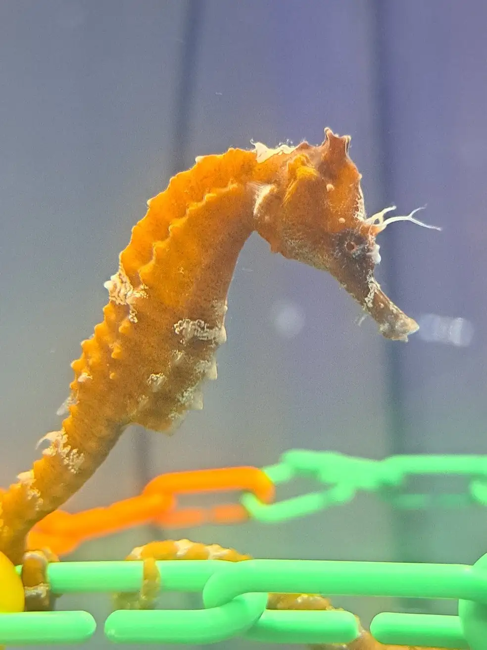 Seahorse Surprise: What Just Happened?