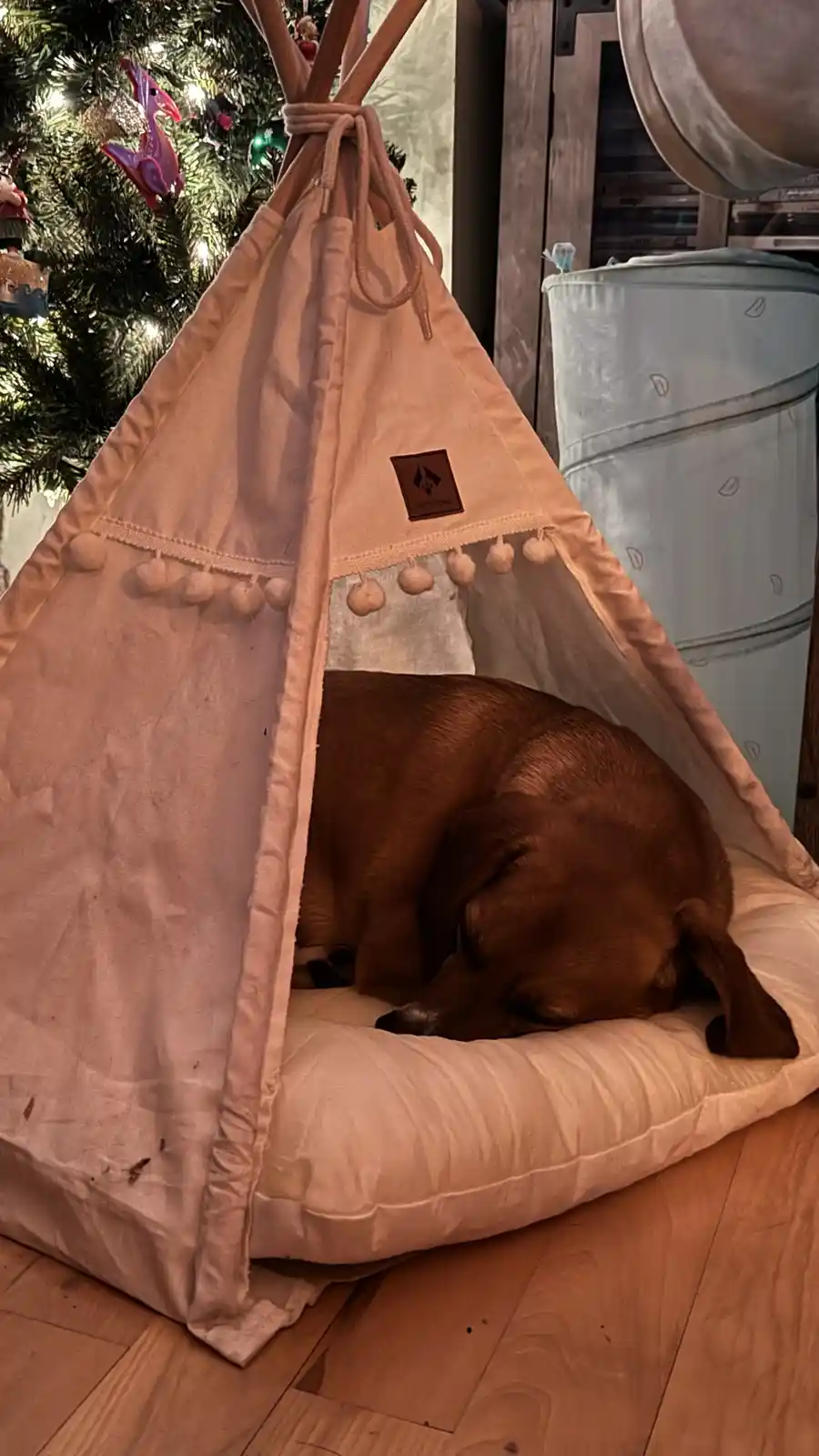 A brown dachshund is curled up and sleeping inside a pinkish-beige teepee-style dog bed with pom-pom trim, positioned on a…