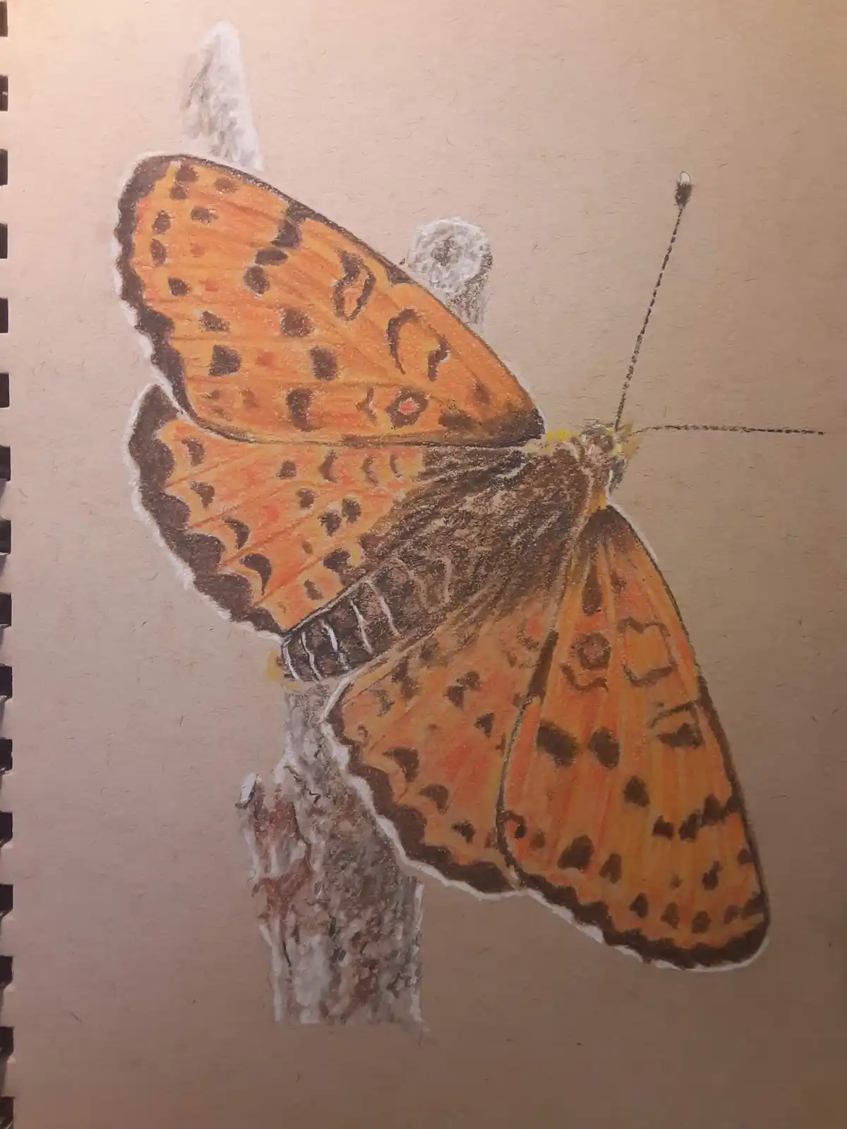 A hand-drawn colored pencil illustration of an orange butterfly with black spots perched on a textured gray branch, drawn in…