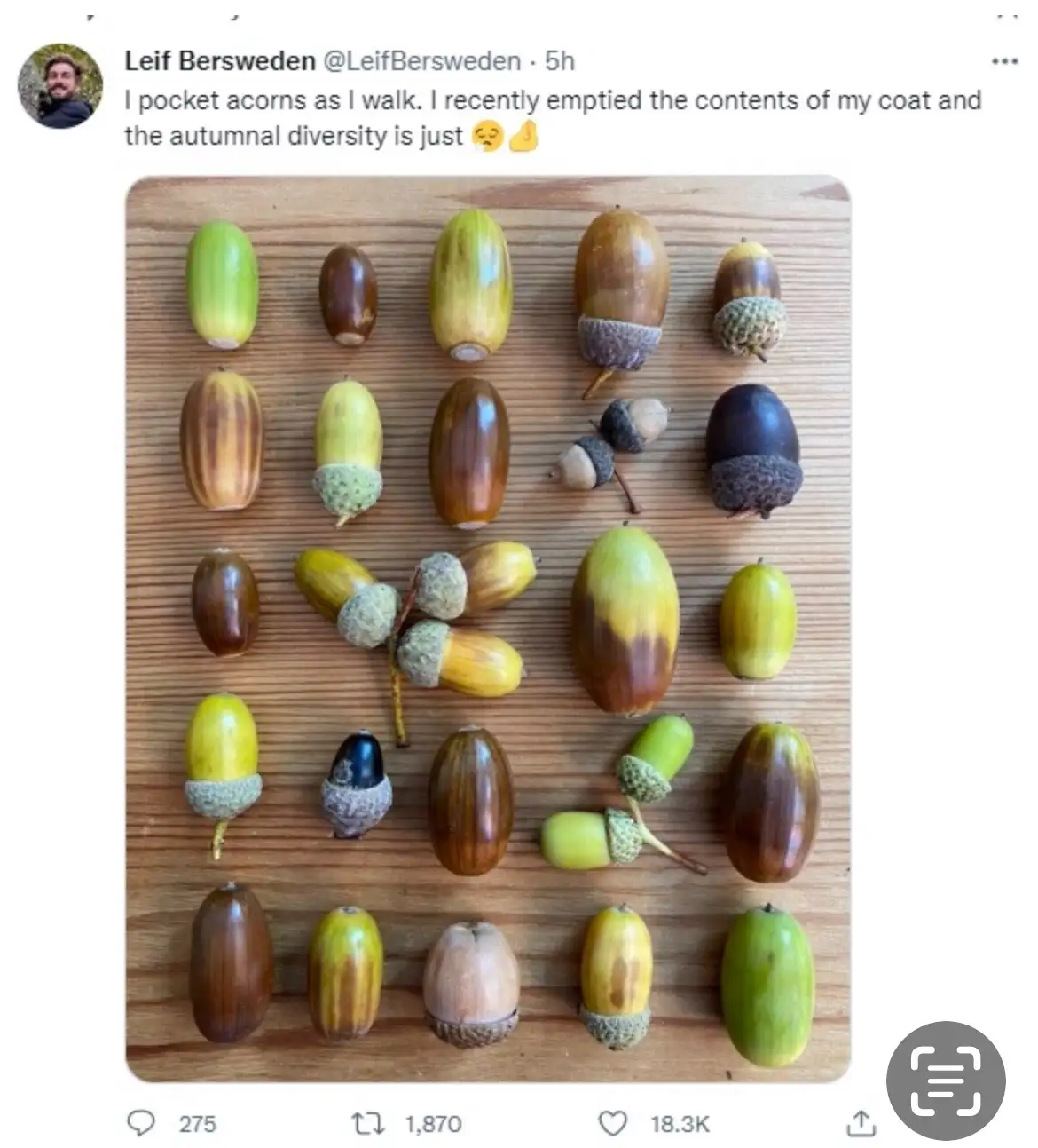Gorgeous Acorns: Nature's Little Treasures