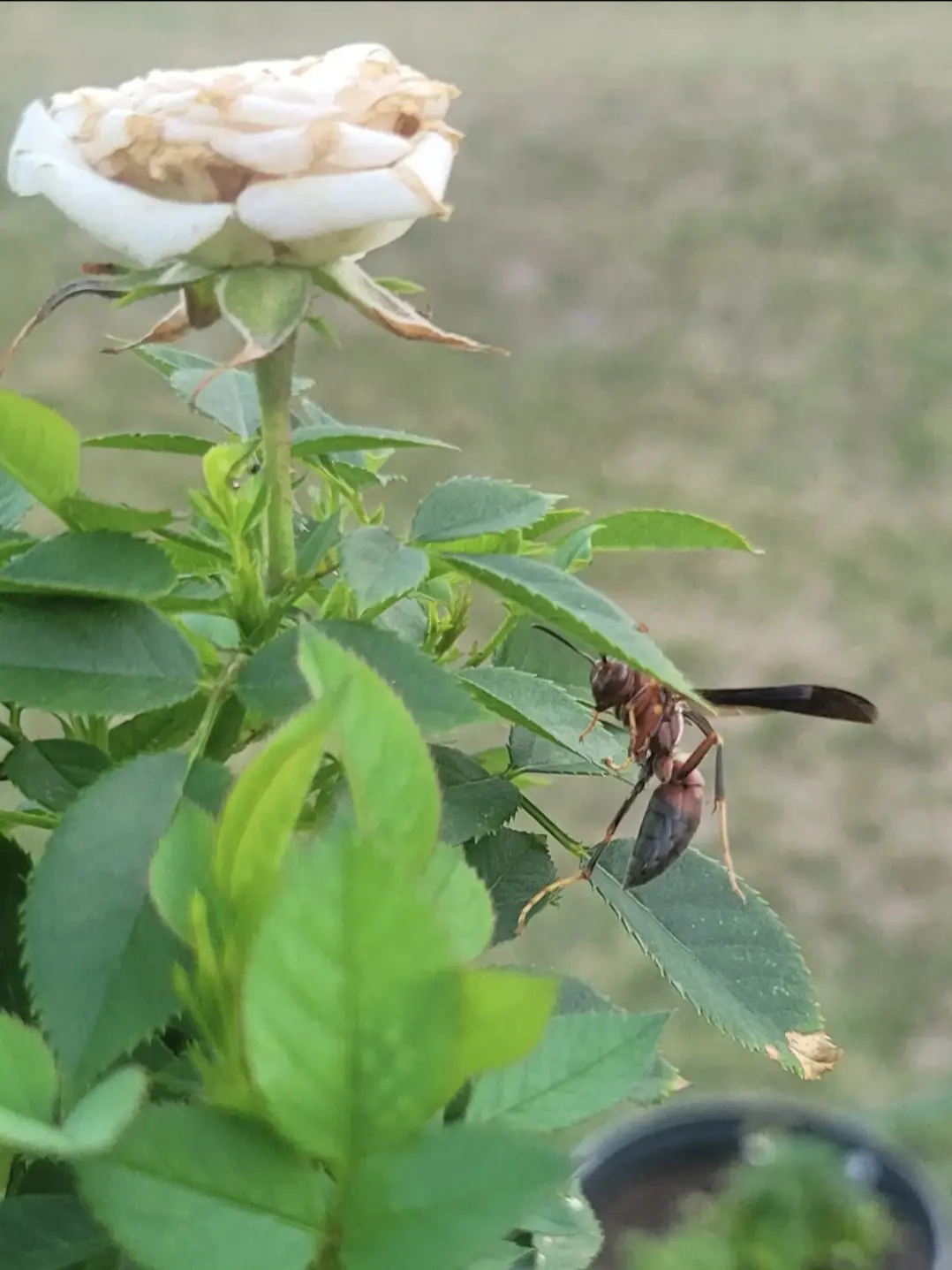 A close-up photo shows a brown and black wasp resting on green leaves of a rose bush, with a faded white rose bloom visible…