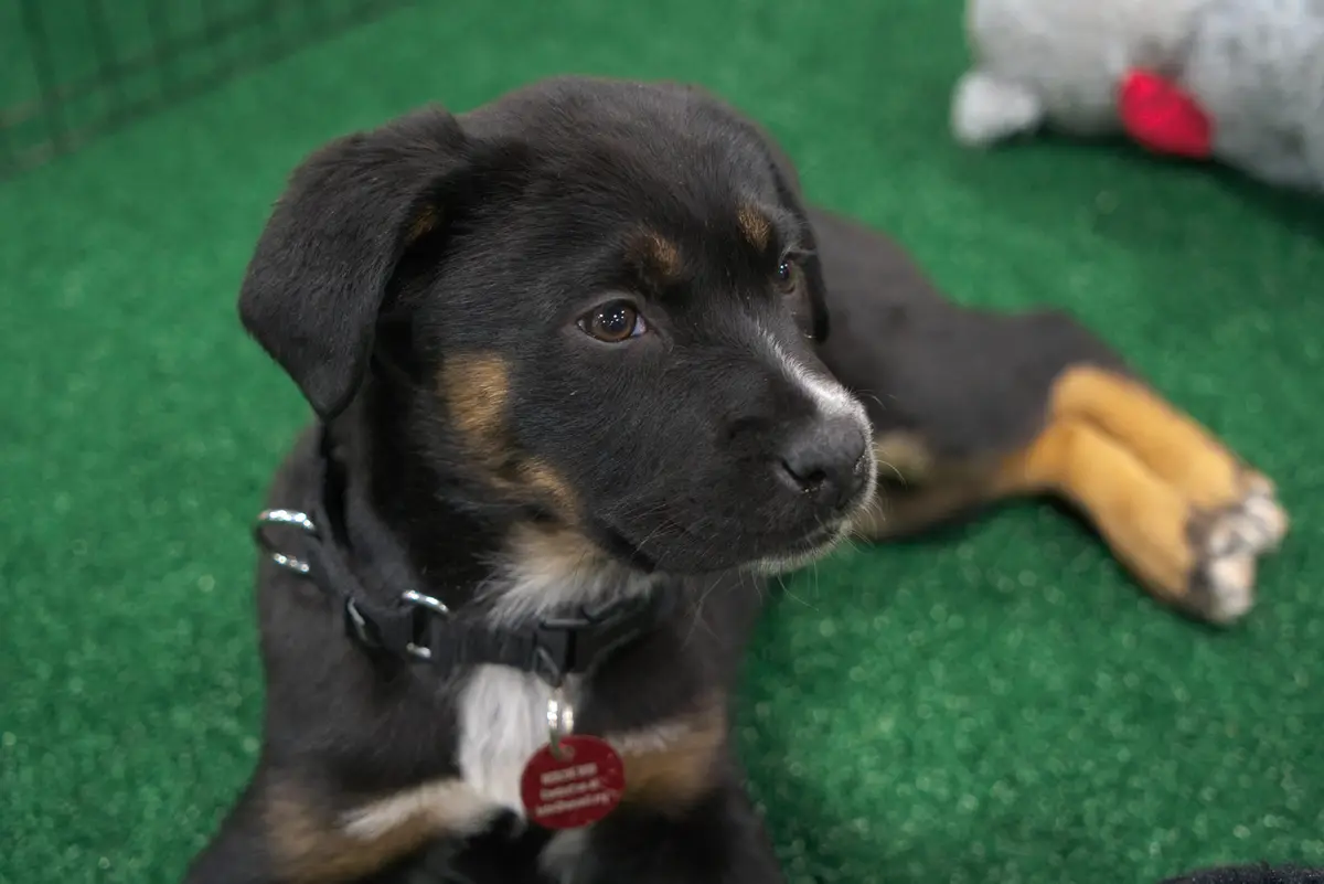 A black and tan puppy with white markings lies on green artificial grass, wearing a black harness with a red tag that reads…