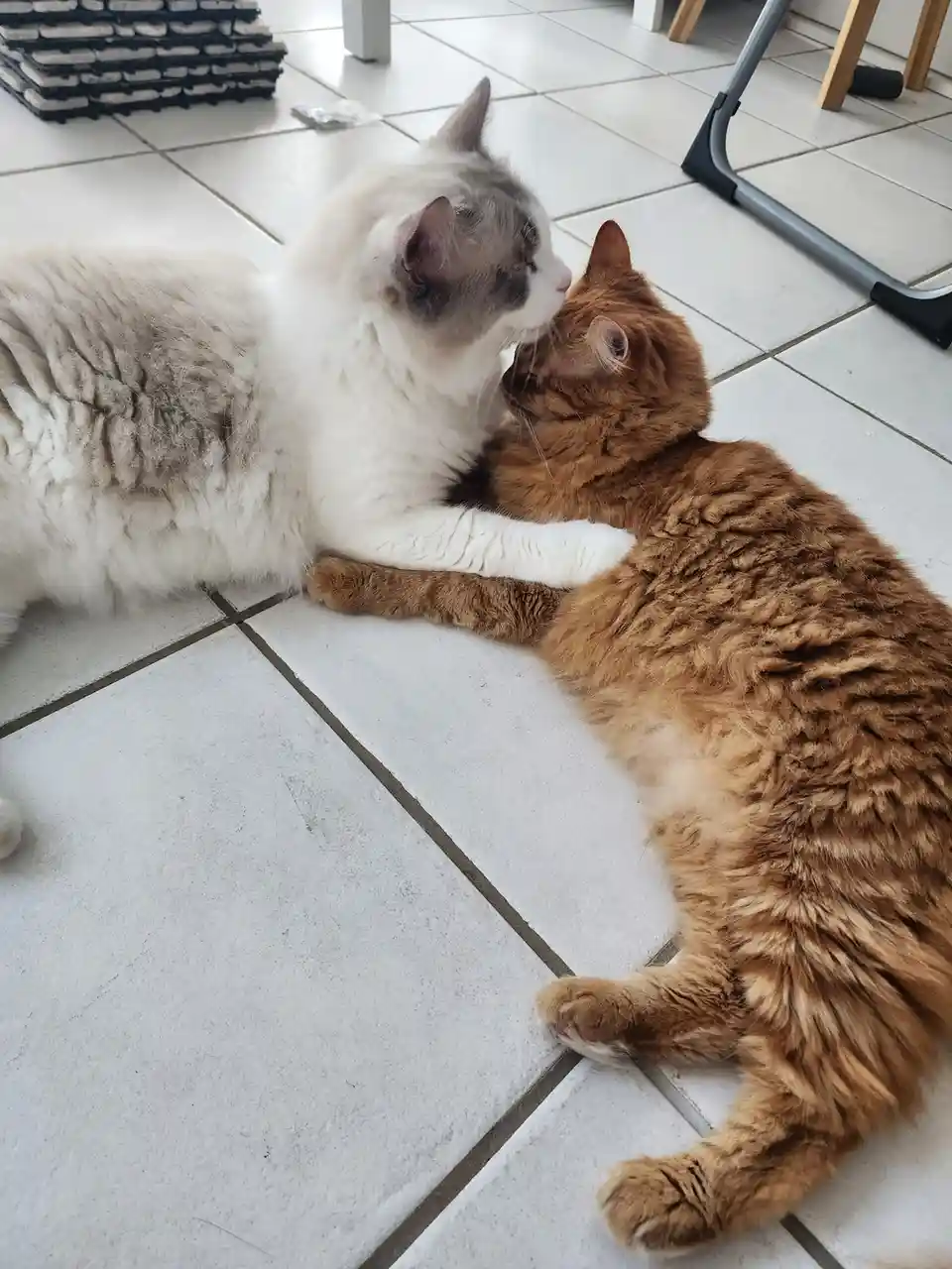 Two cats are lying on a tiled floor, one white and gray cat is affectionately licking the head of a ginger cat. The white…