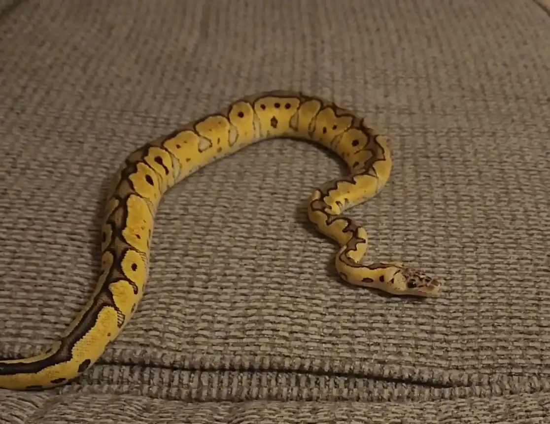 A yellow and brown patterned snake, likely a ball python, is coiled on a textured gray fabric surface. The image has…