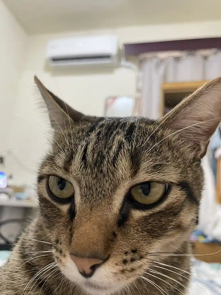 A close-up photo of a tabby cat with a stern, unimpressed expression, staring directly at the camera. The cat has…