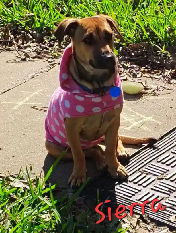 A brown dog with floppy ears sits on a concrete path next to grass and a metal grate, wearing a pink polka-dot hoodie and a…