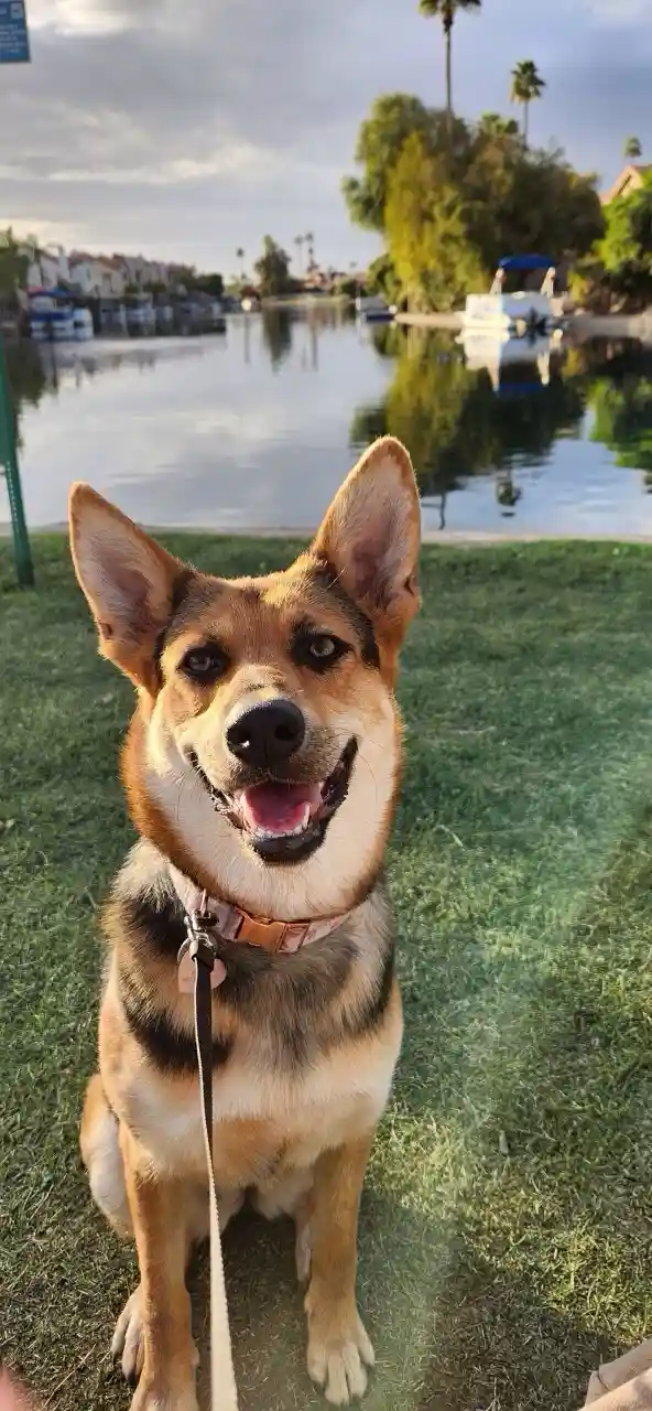 A happy-looking dog with tan and black fur sits on green grass near a calm canal with boats and palm trees in the…
