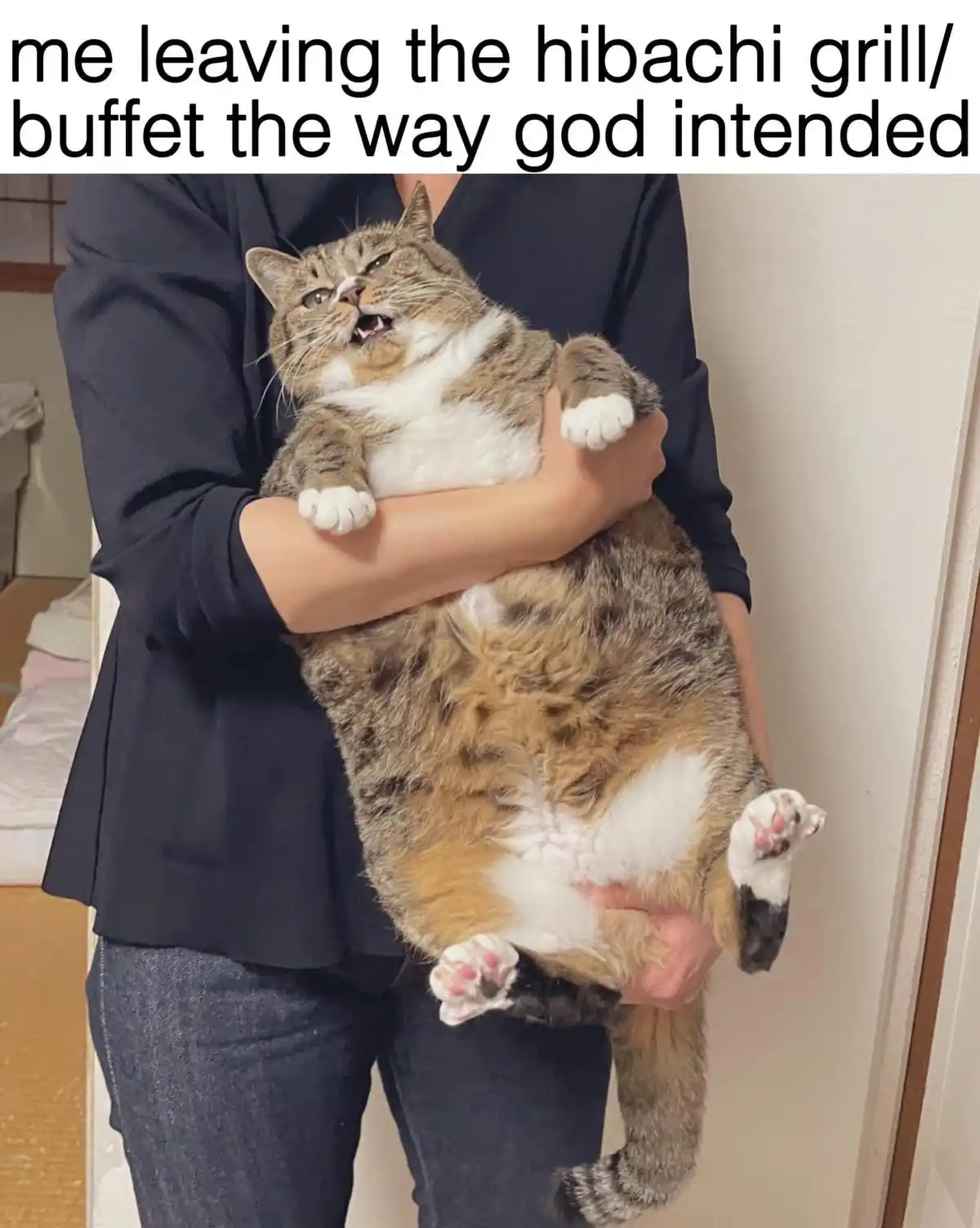 Caturday Shenanigans: A Furry Collection