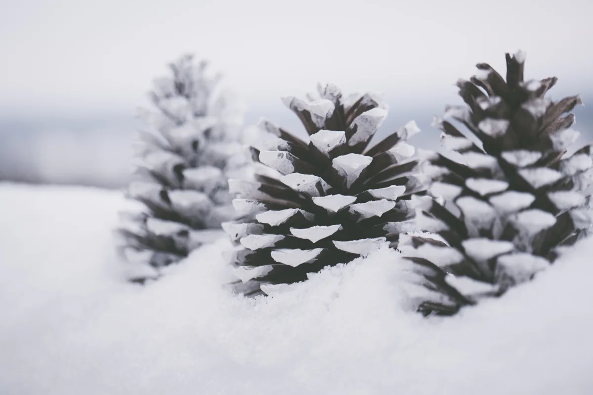 Three pine cones covered in snow are arranged in a row on a snowy surface, with the middle one in sharp focus and the others…