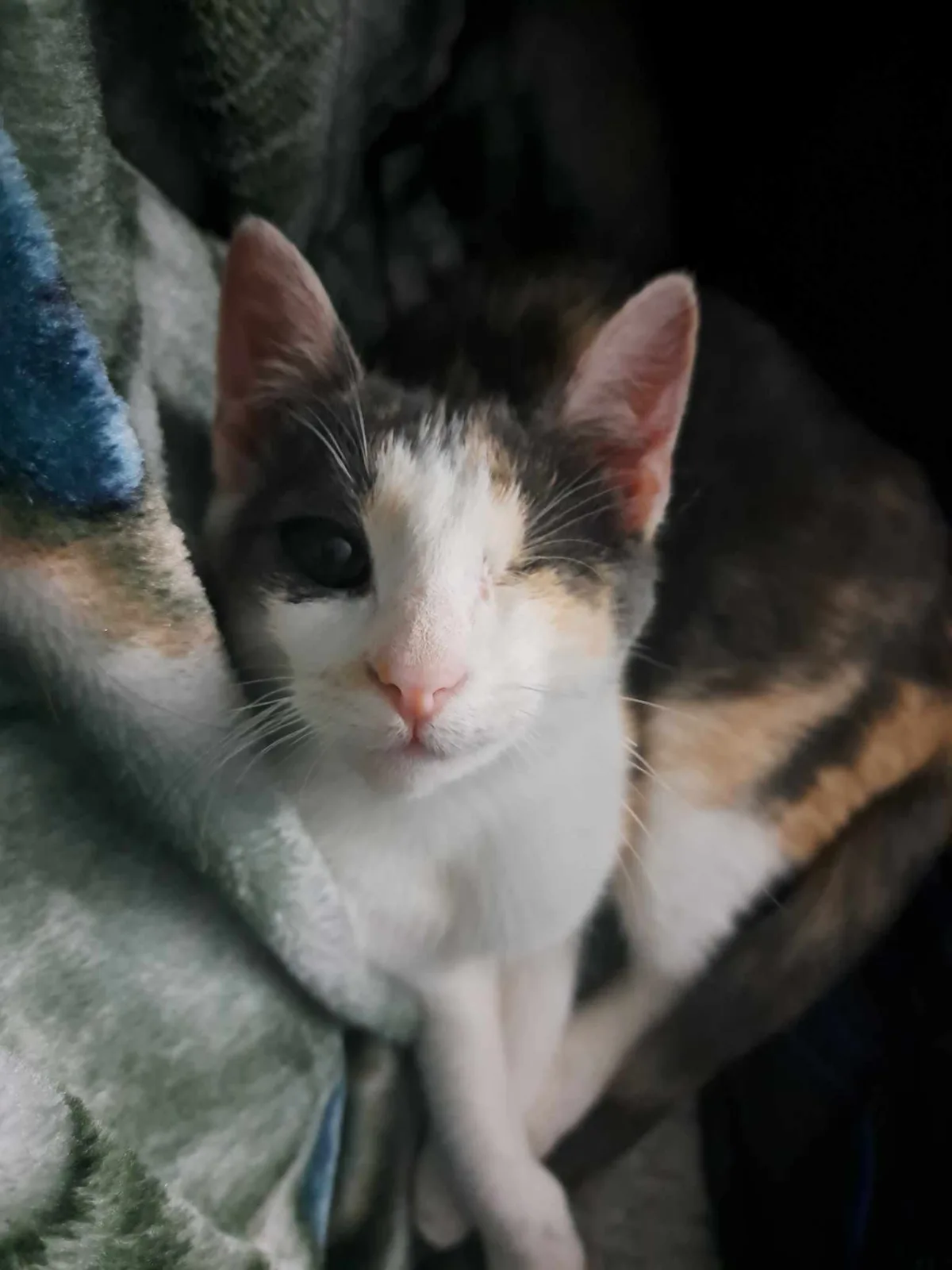 A close-up photo of a calico cat with one eye closed and the other open, looking directly at the camera while nestled in a…