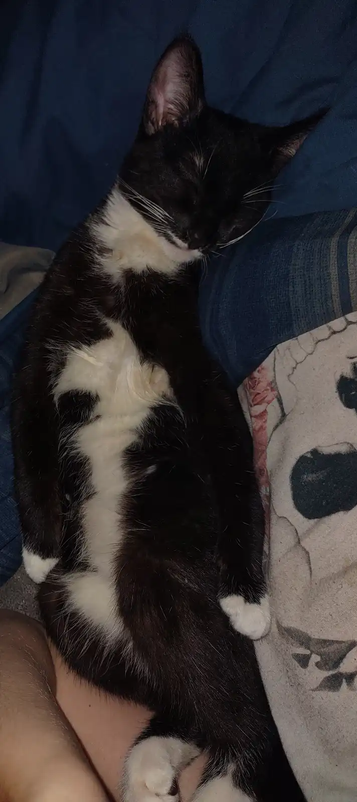 A black and white cat is sleeping curled up on a person's lap, nestled between blue fabric and a patterned blanket. The…