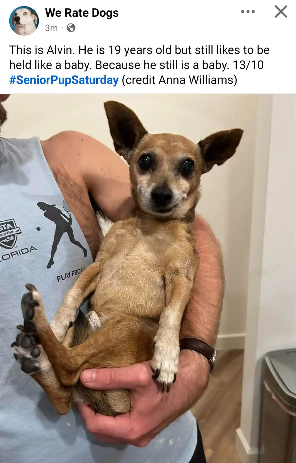 A small, elderly brown dog named Alvin, 19 years old, is being held gently in a person's arms, looking directly at the…