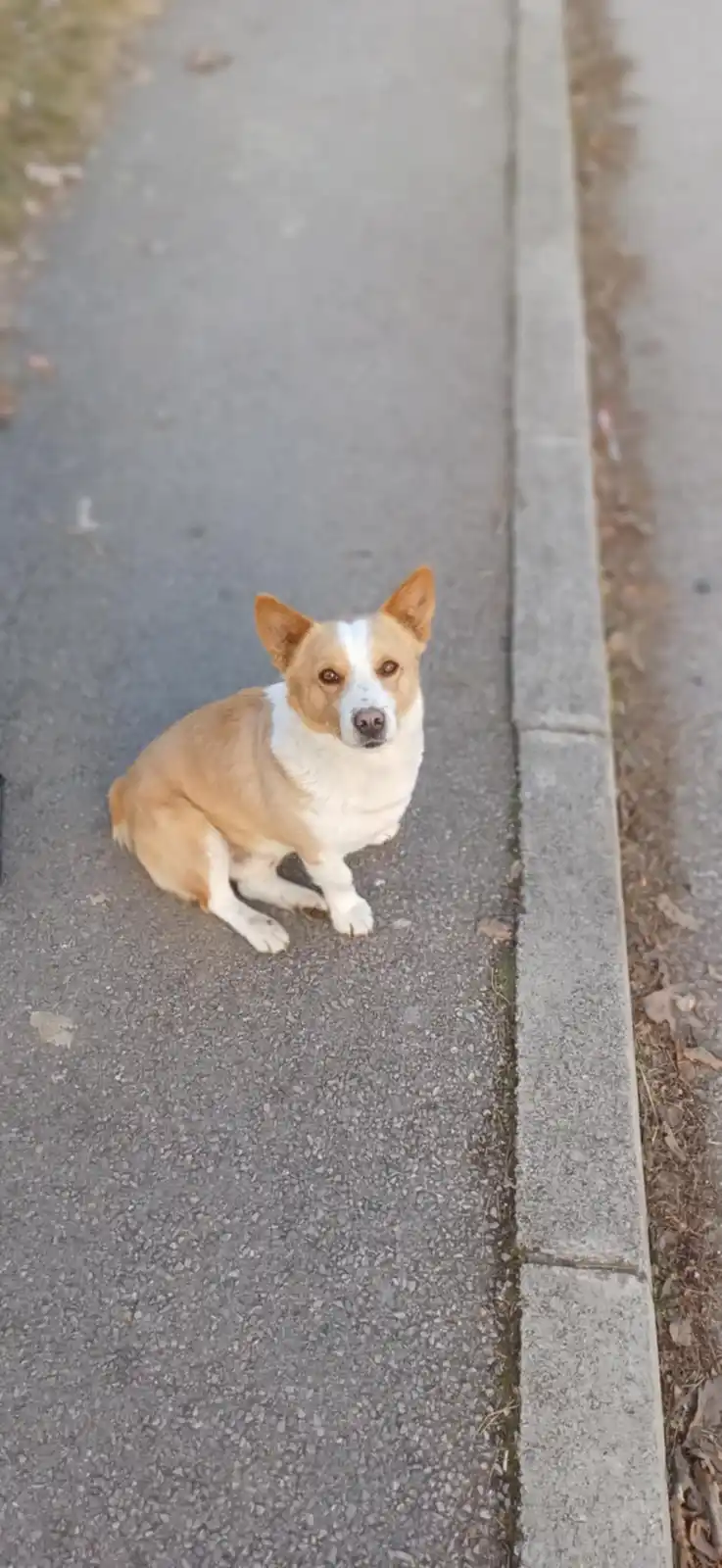 A tan and white corgi sits attentively on a paved sidewalk next to a concrete curb, looking directly at the camera with an…