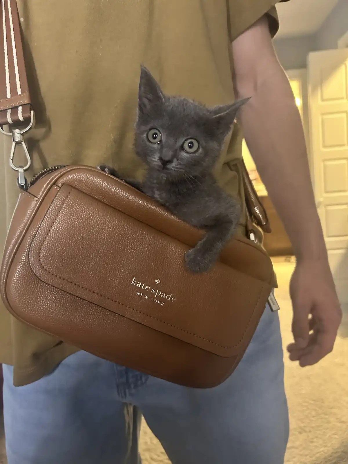 A small gray kitten with wide, startled eyes is peeking out from inside a brown Kate Spade New York crossbody purse being…