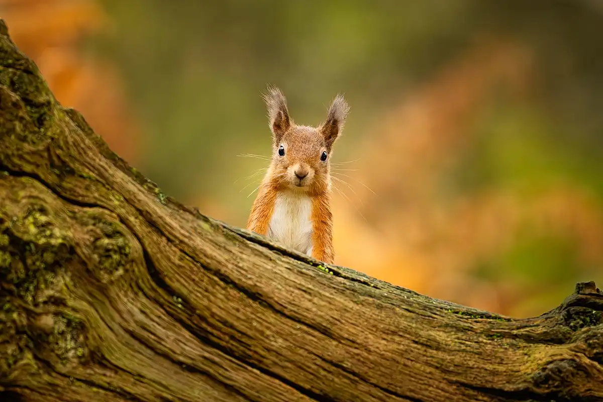 A red squirrel with a very serious, almost human-like expression sits upright on a mossy, textured tree branch. The…