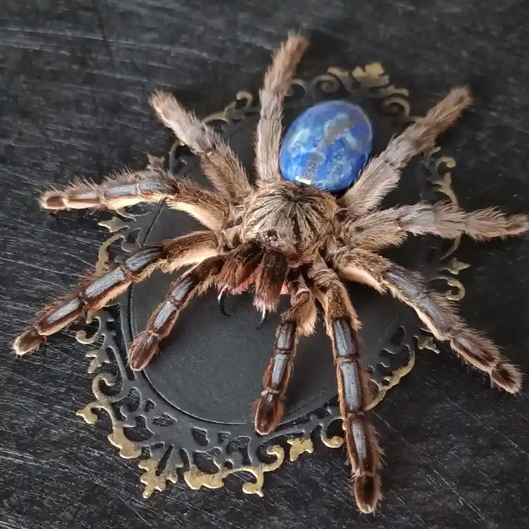 A large, hairy tarantula with brown and gray legs is positioned on an ornate, black-and-gold decorative plate. A smooth…