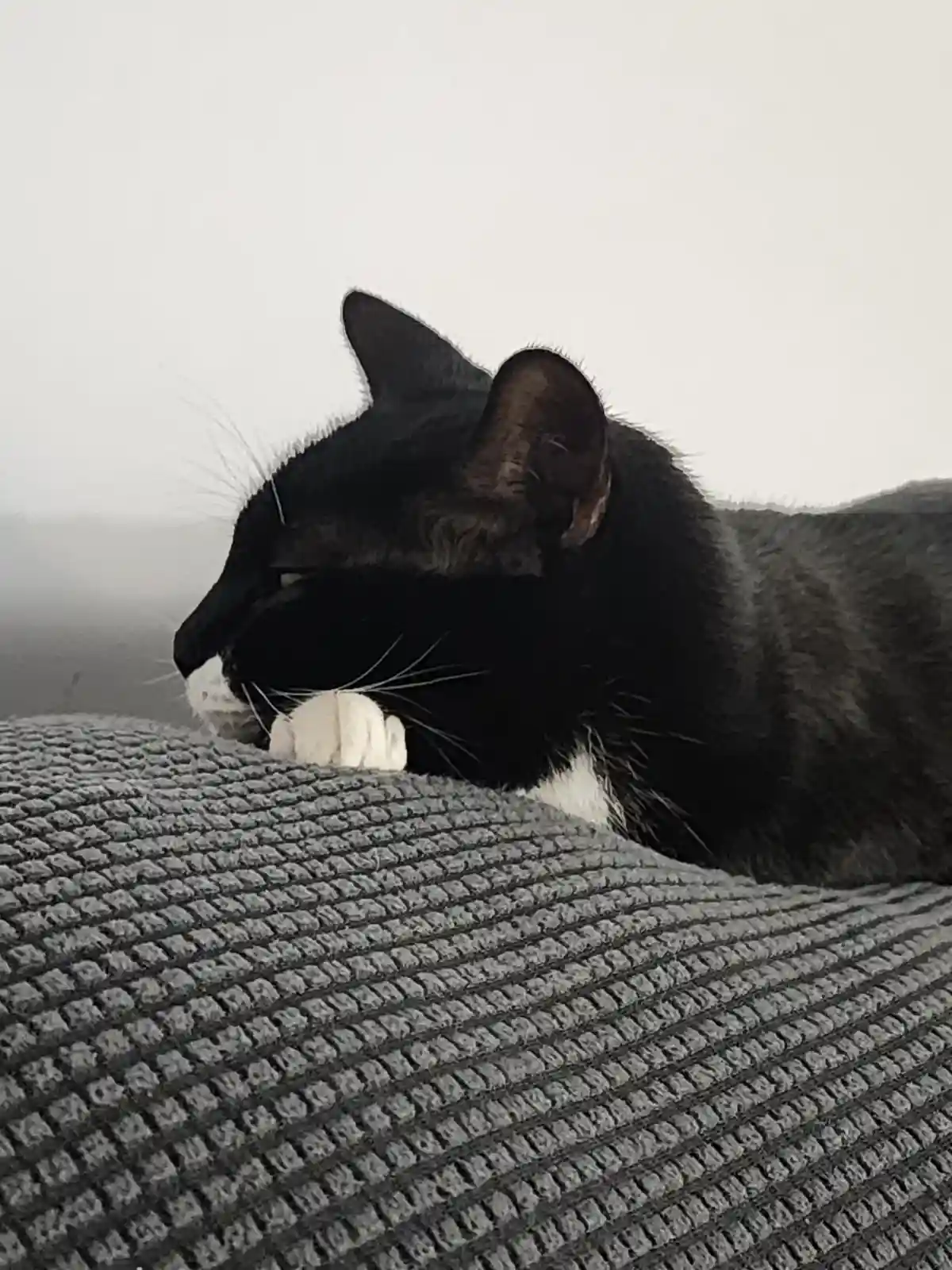 A black and white cat is resting its head on a textured gray blanket, looking sleepy with one paw visible. The overlaid text…