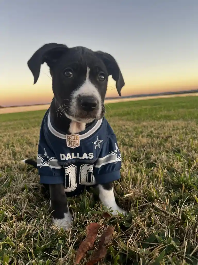 A black and white puppy wearing a Dallas Cowboys NFL jersey with the number 10 sits in a grassy field during sunset. The…