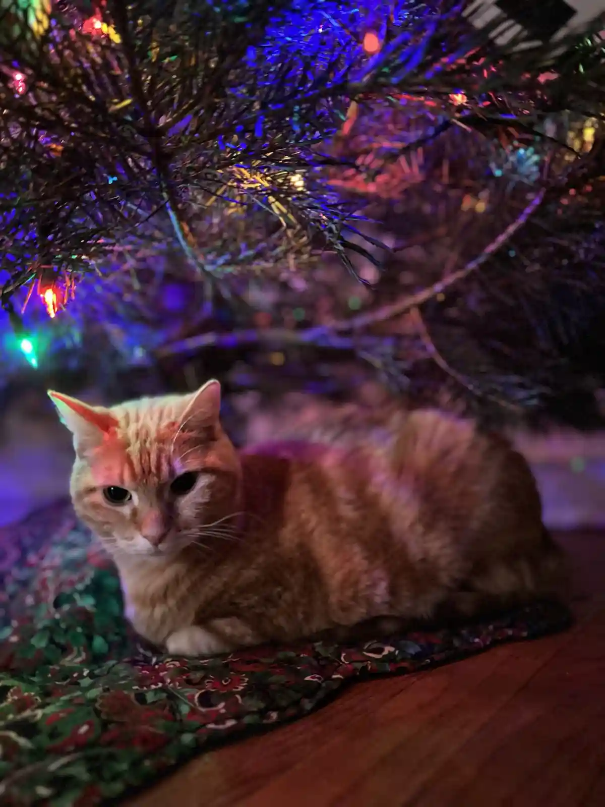 An orange tabby cat with a calm, slightly weary expression sits under a lit Christmas tree, its fur illuminated by colorful…
