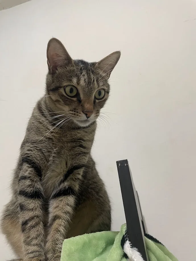 A tabby cat with wide, startled eyes sits upright, looking directly at the camera, with a laptop partially visible on a…
