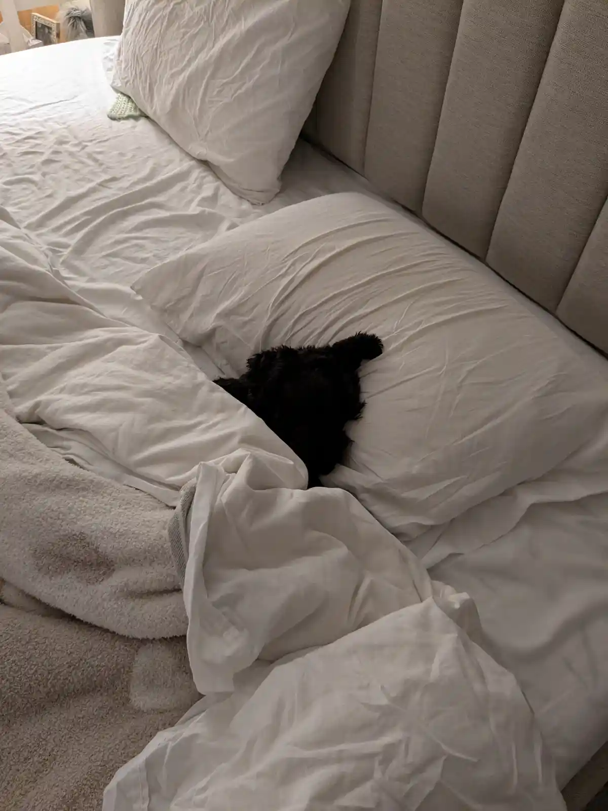 A small black dog is curled up and mostly hidden under rumpled white bedding on a bed with a beige upholstered headboard…
